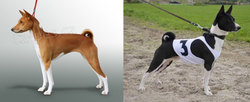 Basenji ttka