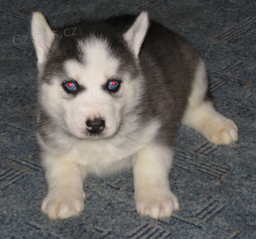 Sibisk husky-