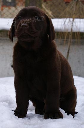 Labradorsk retriever-ern a okoldov tntka s PP