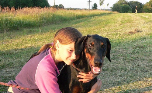 �t��ata dobrman� - kr�sa i v�kon