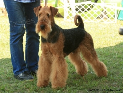 ERDELTERIER (Airedaleterrier)