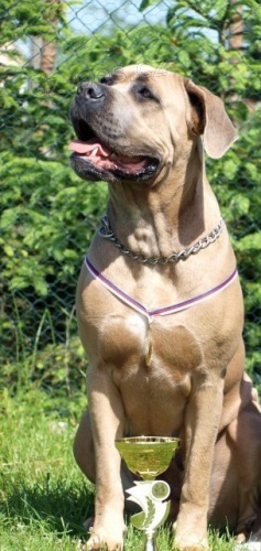 tata cane corso s pp