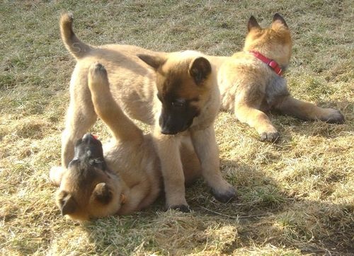 Belgick ovk malinois