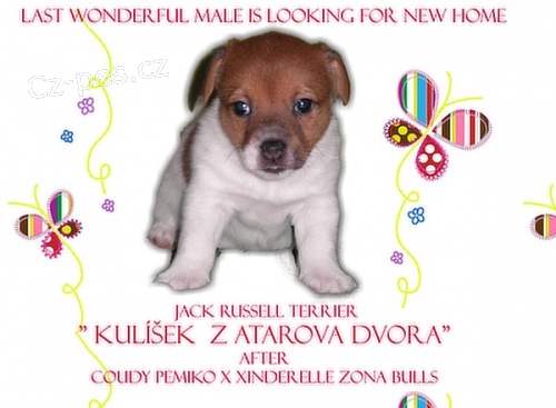 Jack Russel Terrier s PP