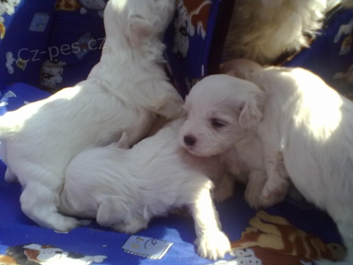 Prod�m �t�n�tka malt�z��k�