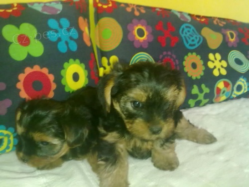 Jork��rsk� teri�r - �t��ata