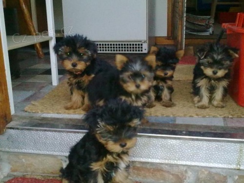 Jork��rsk� teri�r s PP