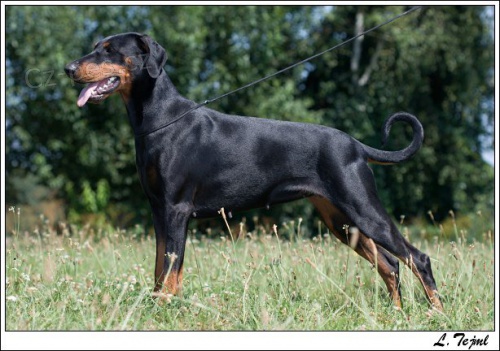 Dobrman �t���tka s PP odb�r srpen