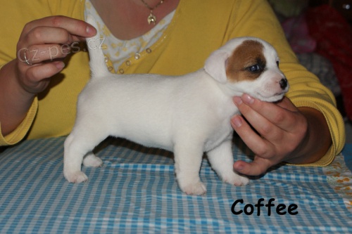 Hladk fenka s PP - Jack Russell terier