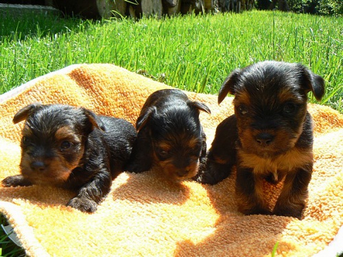 Jork��rsk� teri�r