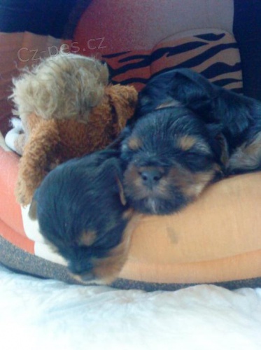 Fene�ka Jork��rka