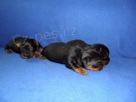 Jork��rsk� terier - �t���tka bez pp