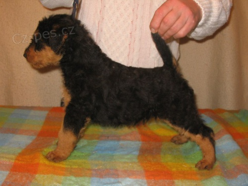 ERDELTERIER (Airedaleterrier)