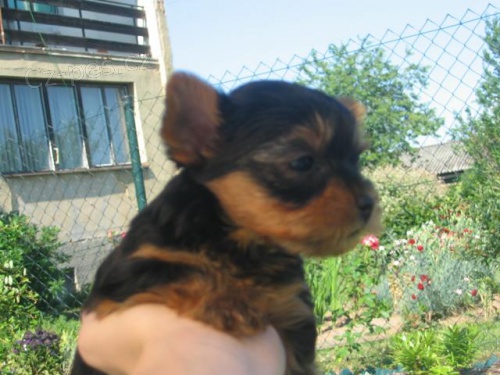 jork�irsk� terier