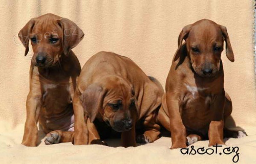 Rhodesian Ridgeback