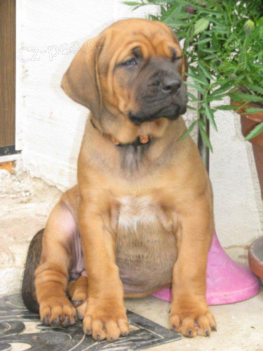 Tosa Inu �t��ata s PP