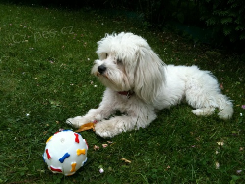 Ztratila se fenka malt�zsk�ho ps�ka