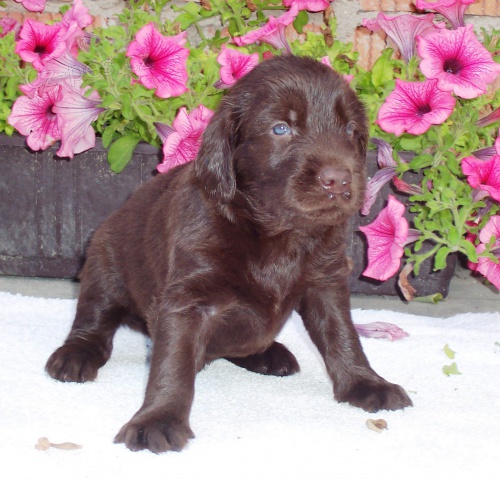 Flat coated retriever s PP! Chovme od r. 2003!