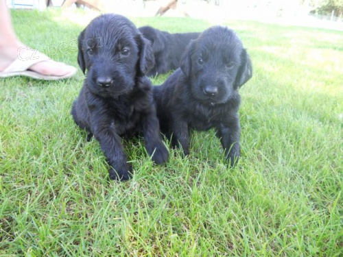 Flat Couted Retriever