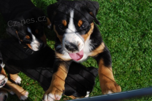 Prod�m �t���tka - Velk� �v�carsk� sala�nick� pes