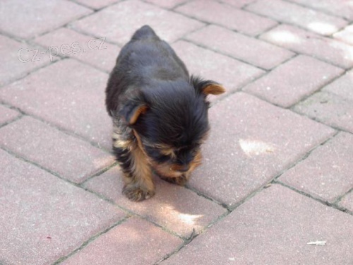 Jork��rsk� teri�r � �t��ata