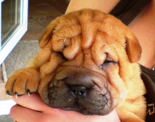 ttka Shar Pei s PP