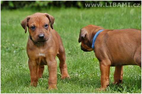 Rhodesian Ridgeback