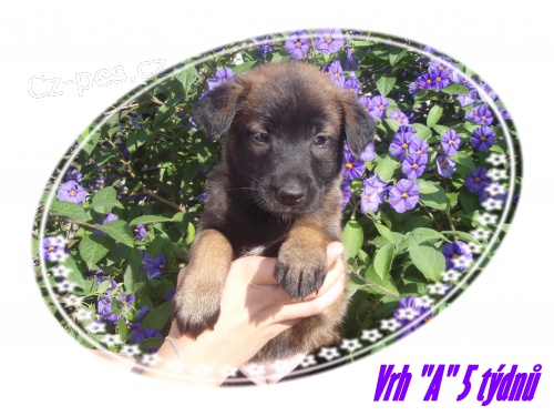 PRODM TATA - BELGICK OVK MALINOIS S PP