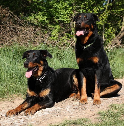 Beauceron - francouzsk ovk