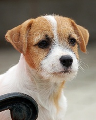 Jack Russell terir