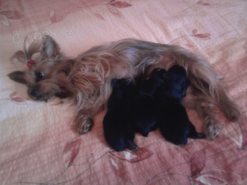 Prod�m york��rsk�ho teri�ra