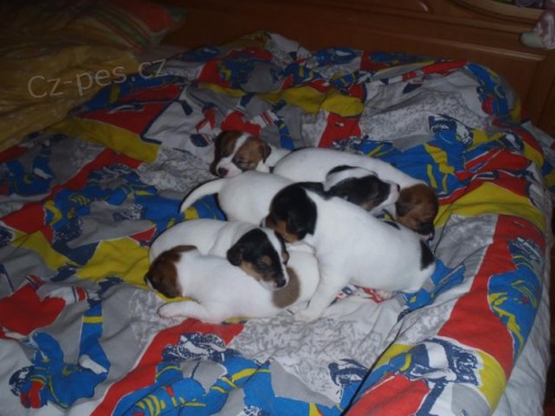 ttka Jack russella teriera