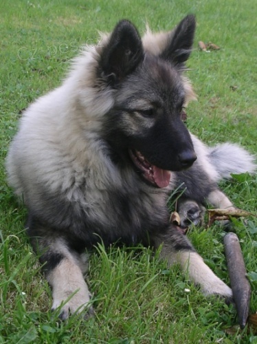 N�meck� �pic vl��