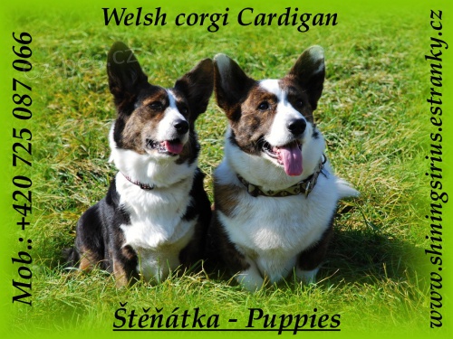 Welsh corgi Cardigan