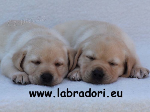 ttka Labrador Retriever s PP