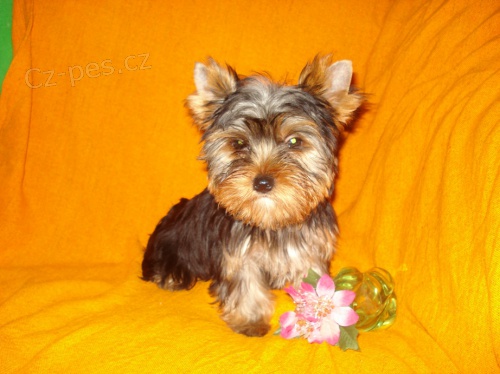 Jork��r-teri�r