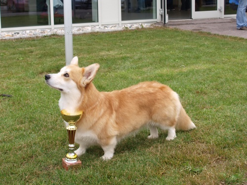 Prodm tata welshcorgi pembroke