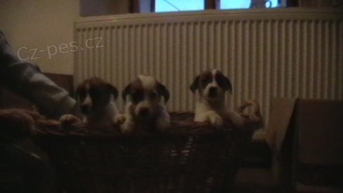 Jack russell terir