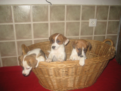 Jack russell terir