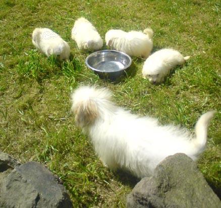 Coton de tulear