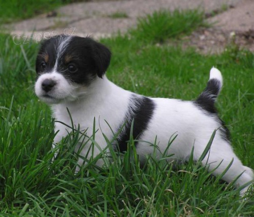 PARSON RUSSELL TERRIER - ttka s PP