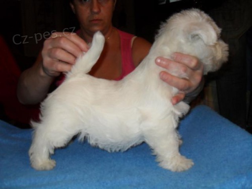 West highland white terrier