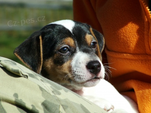 Jack Russell terier - hladkosrst tnata JRT s PP  