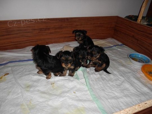 �t���tka York��r� na prodej