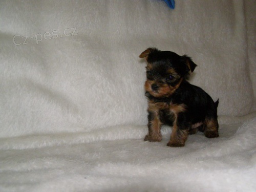 Jork��rsk� terier - n�dhern� �t���tka