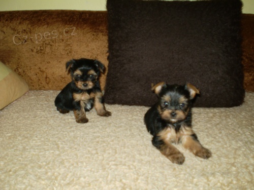 jork��rsk� terier