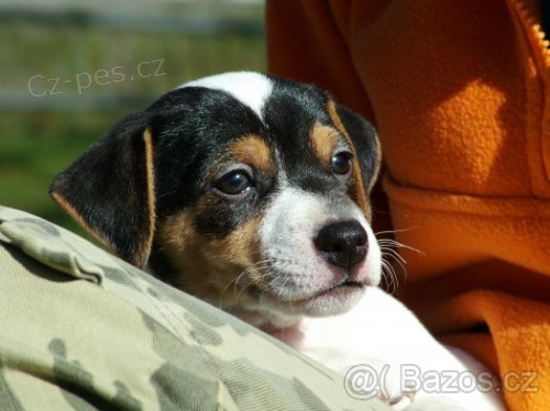 Jack Russell terier - hladkosrst tnata JRT s PP