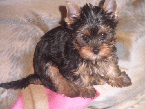 Jork��rsk� teri�r - �t���tka s PP