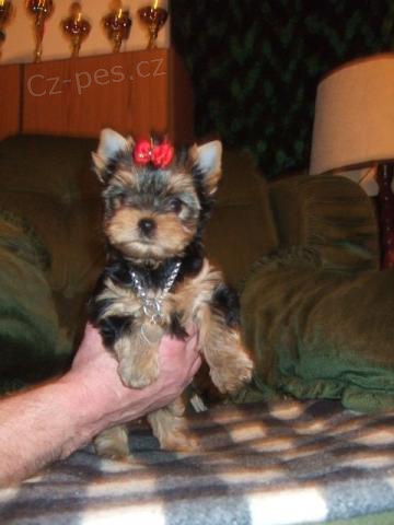 Jork��rsk� teri�r s PP