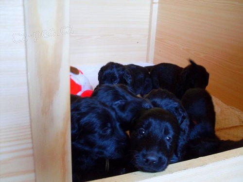 Flat coated retriever s PP